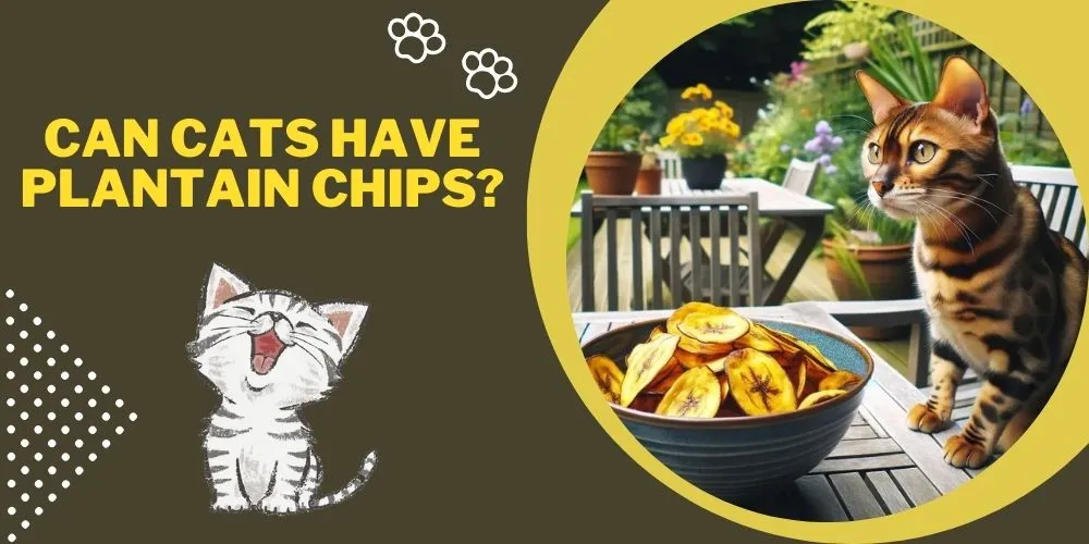 Can cats have plantain chips