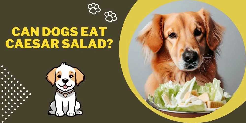 Can dogs eat caesar salad
