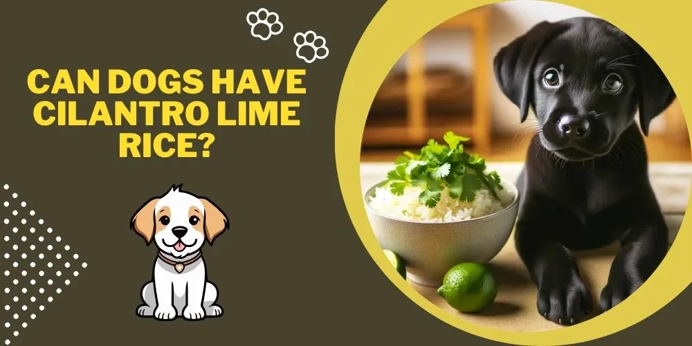 Can dogs have cilantro lime rice