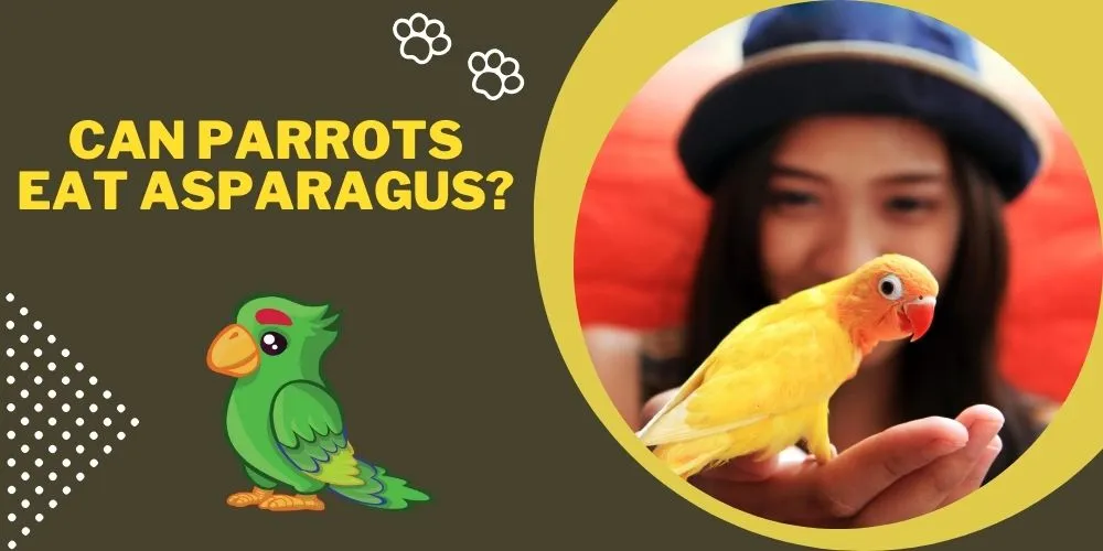 Can parrots eat asparagus