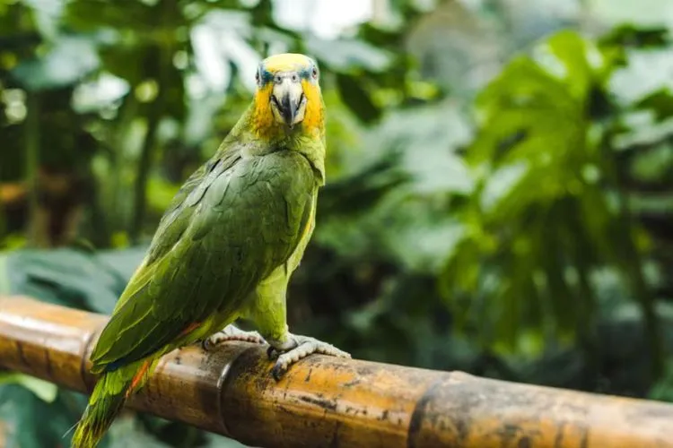 Can parrots eat asparagus? all you need to know