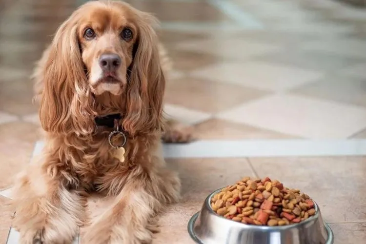 Can wet dog food cause diarrhea? All you need to know