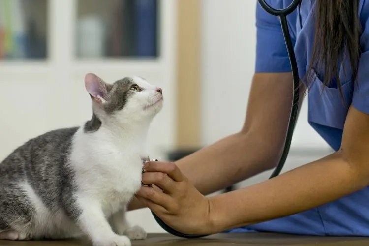 Consultation with a Veterinarian