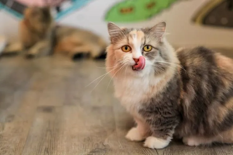  Veterinary Insights on Feeding Pecans to Cats