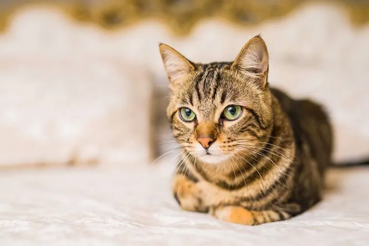 Are Domestic Shorthair Cats Hypoallergenic