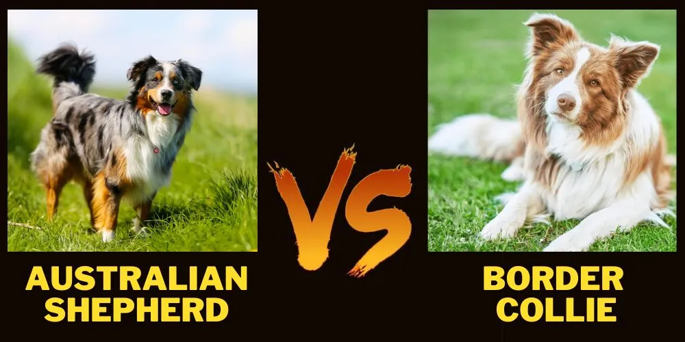 Australian Shepherd Vs Border Collie
