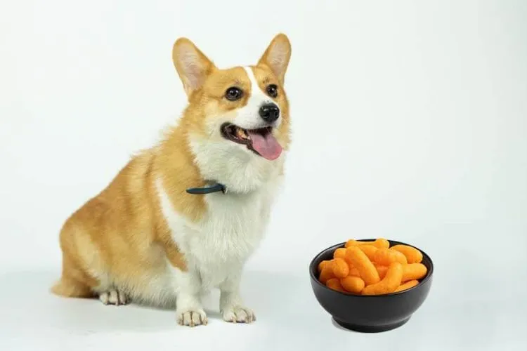 Can Dogs Eat Hot Cheetos- The Health Risks of Hot Cheetos for Dogs