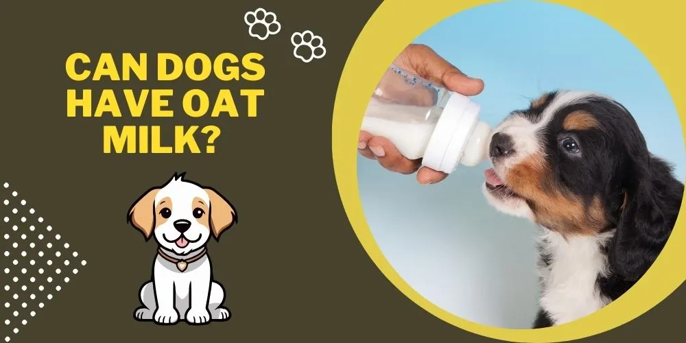 Can Dogs Have Oat Milk 