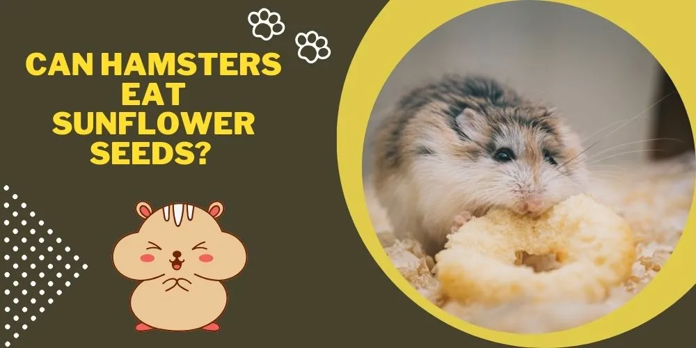 Can Hamsters Eat Sunflower Seeds