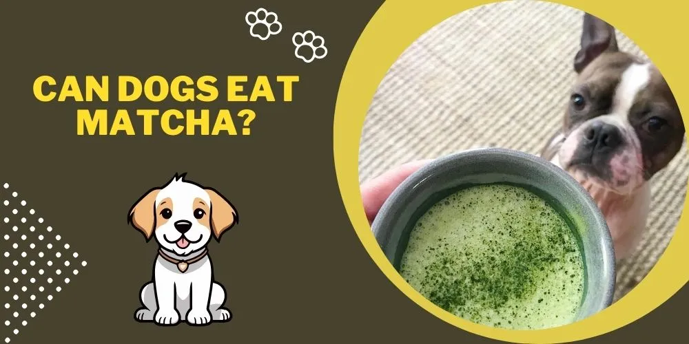 Can dogs eat matcha