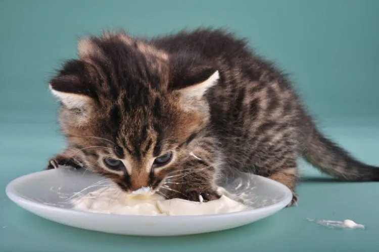  The Potential Effects of Sour Cream on Cats