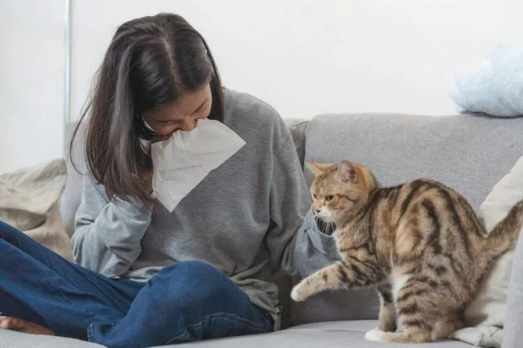 The Truth About Cats and Allergies