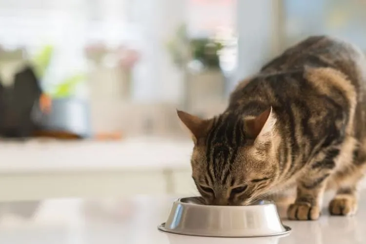 Understanding Your Cat’s Nutritional Needs