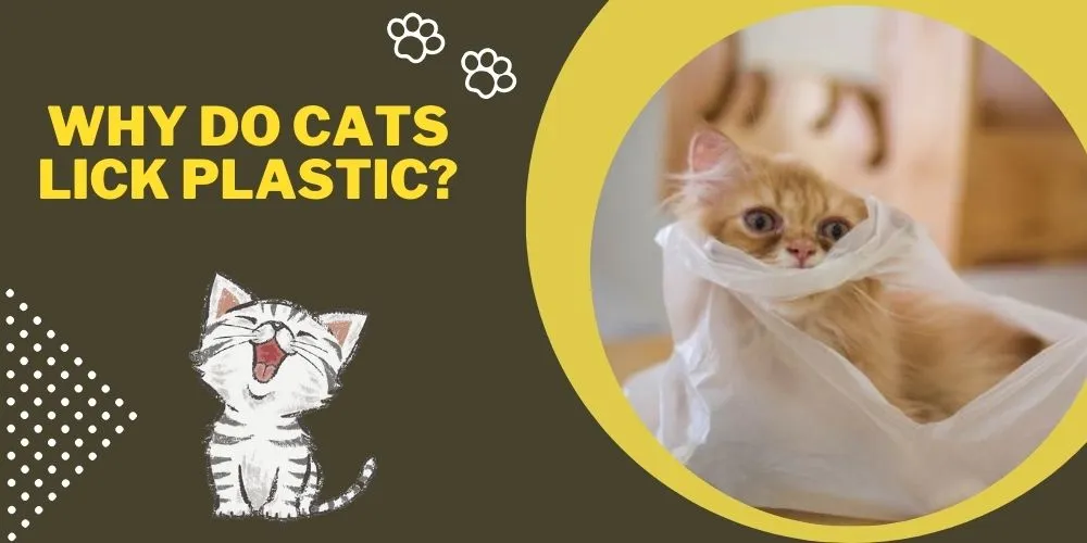 Why Do Cats Lick Plastic