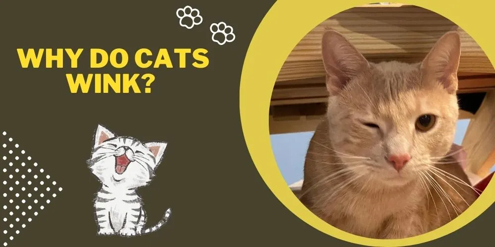 Why Do Cats Wink 