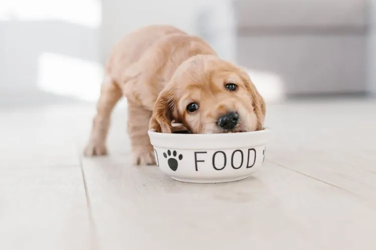 Guidelines for Introducing New Foods to Your Dog