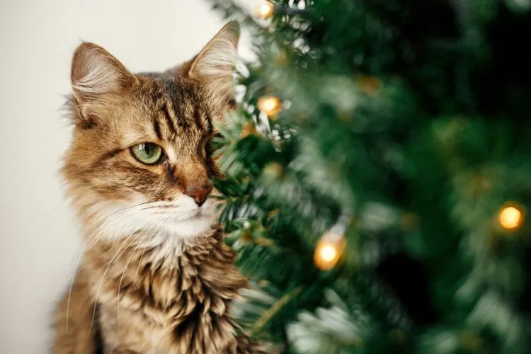Is Christmas Tree Water Bad For Cats