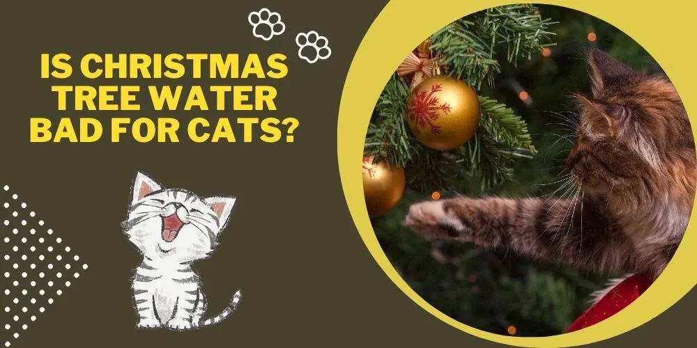 Is Christmas Tree Water Bad For Cats