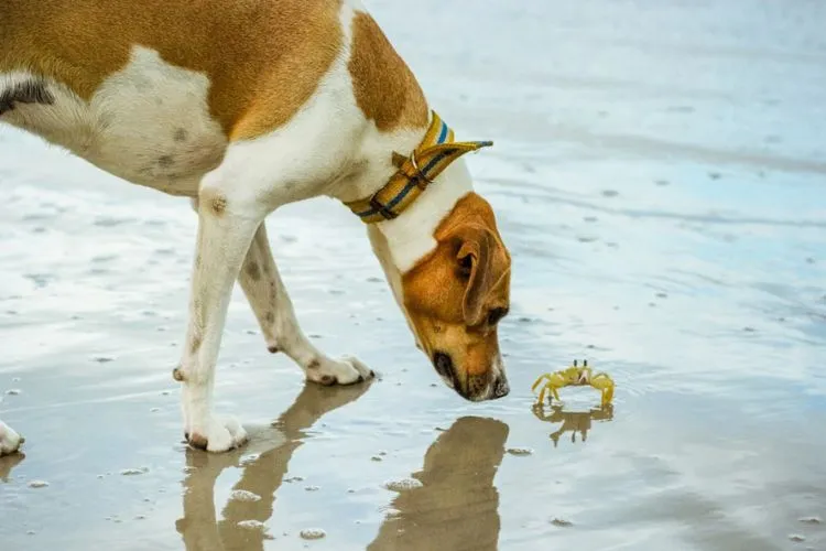 Symptoms to Watch For If Your Dog Eats Crab Rangoon