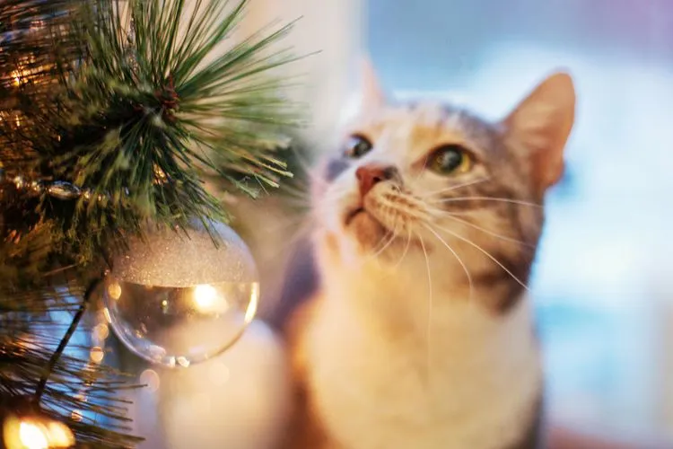 The Dangers of Christmas Tree Water to Cats