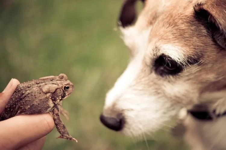 Are Frogs Poisonous To Dogs