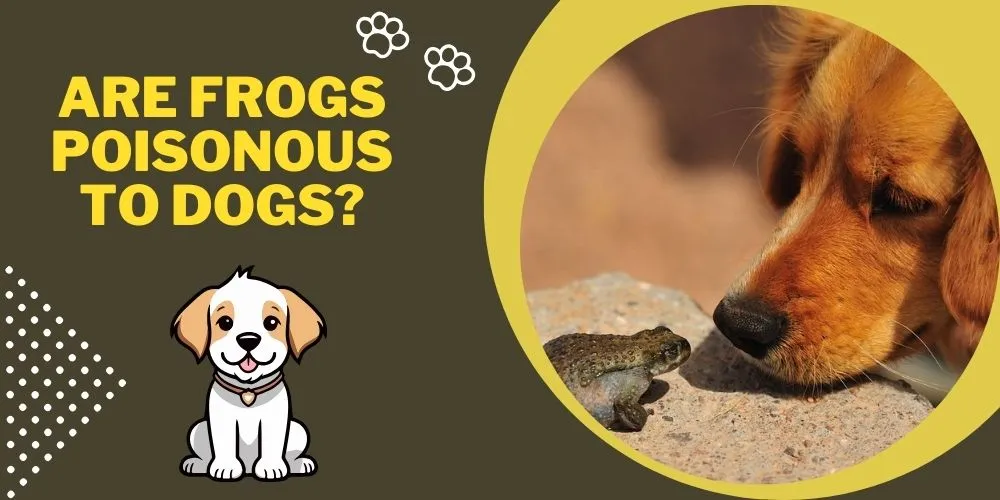 Are Frogs Poisonous To Dogs