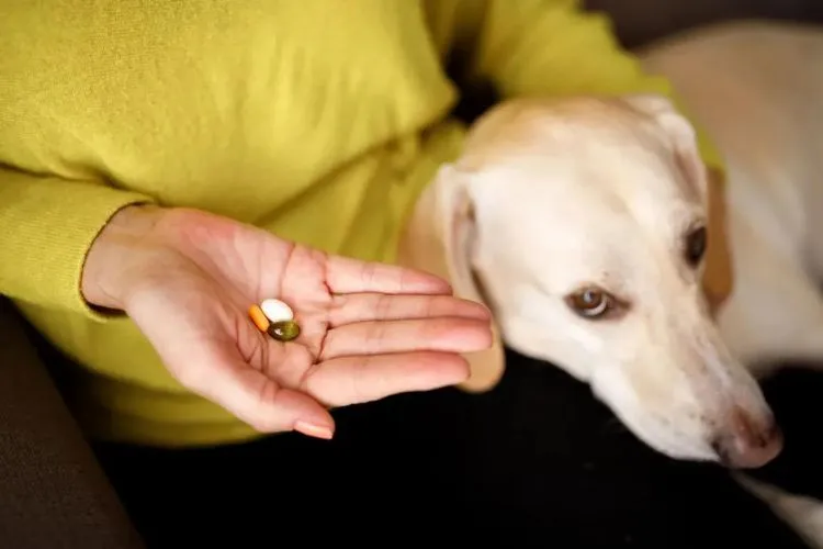Can Dogs Have Imodium