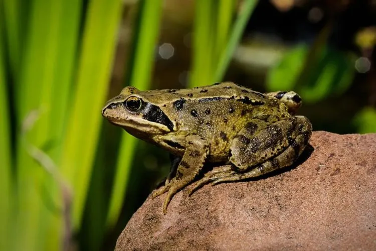 Species-Specific Safety- A Closer Look at Frogs and Toads in Different Regions