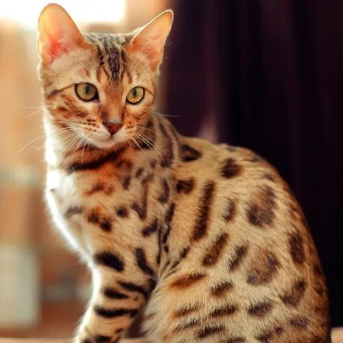 Bengal