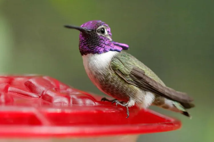 Can You Have A Hummingbird As A Pet