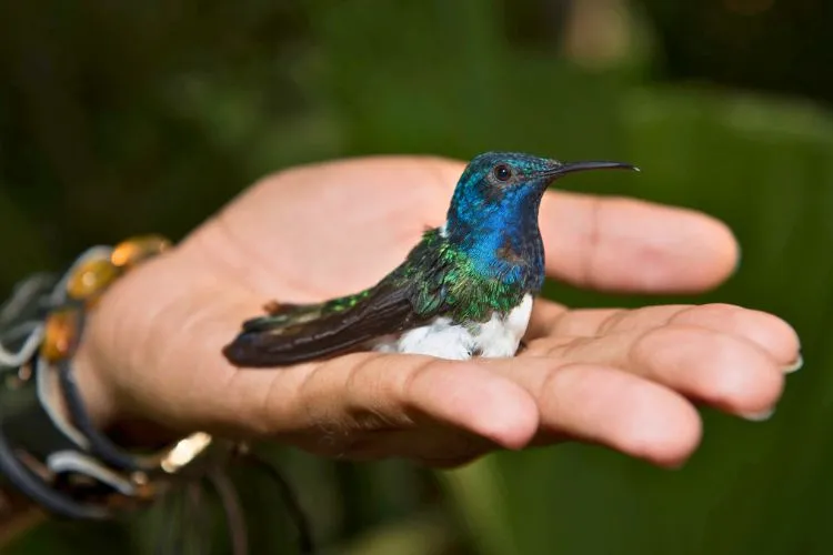 Case Studies- Hummingbirds in the Wild vs. Captivity