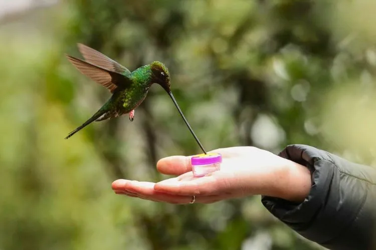 The Challenge of Keeping a Hummingbird as a Pet