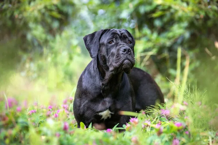 Are Cane Corso Good Apartment Dogs