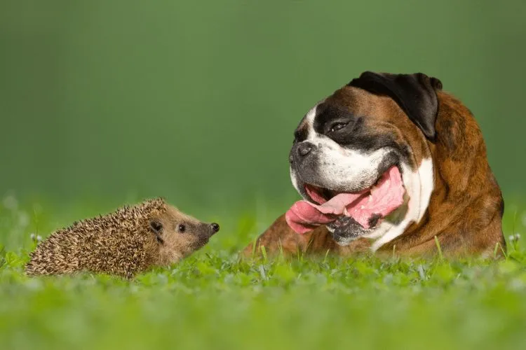 Do Dogs Attack Hedgehogs