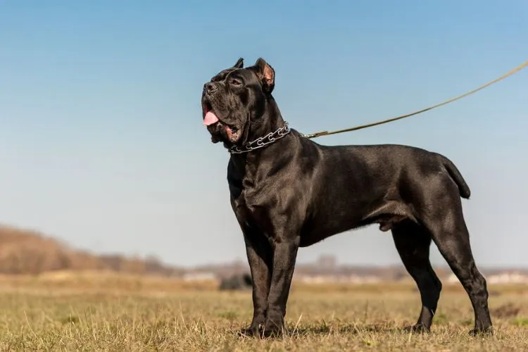 Practicalities of Apartment Living with a Cane Corso