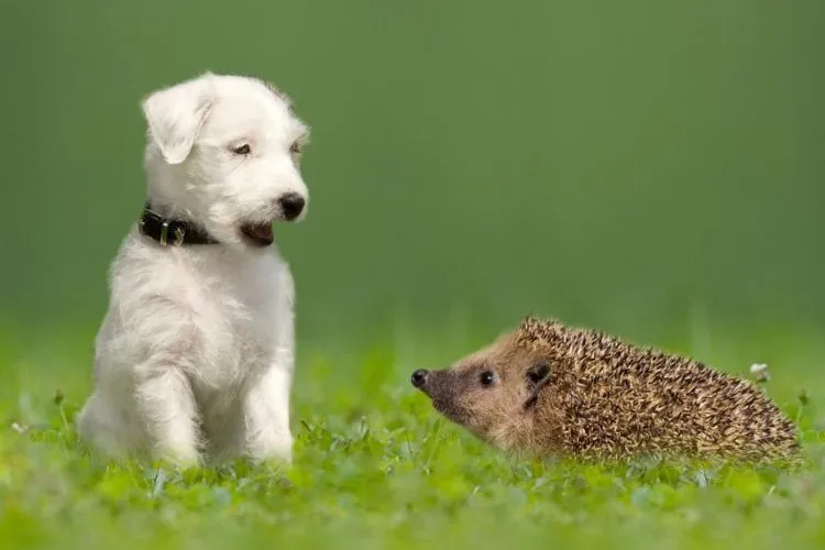 Training Dogs to Coexist with Hedgehogs